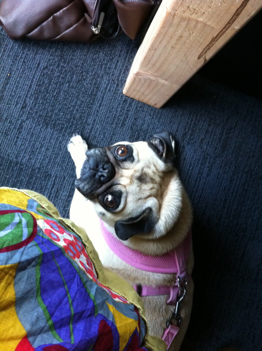 AlyshaPerisho's tweet image. I looked for the earliest photo of my AWS/Amazon career I could find, and it appears Jade made the cut (shocker, lol). Here she is in "Day 1 in SLU" in October 2010. #dogsofamazon #dogsofaws