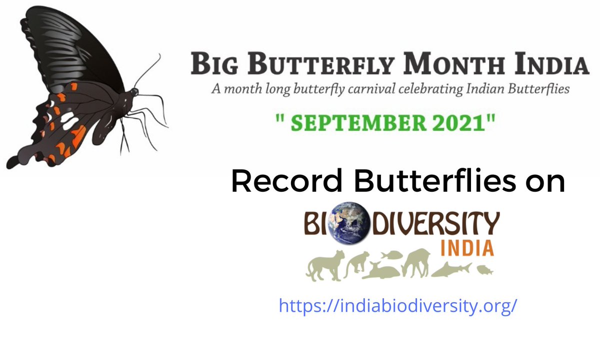 Big Butterfly Month - India tweet media