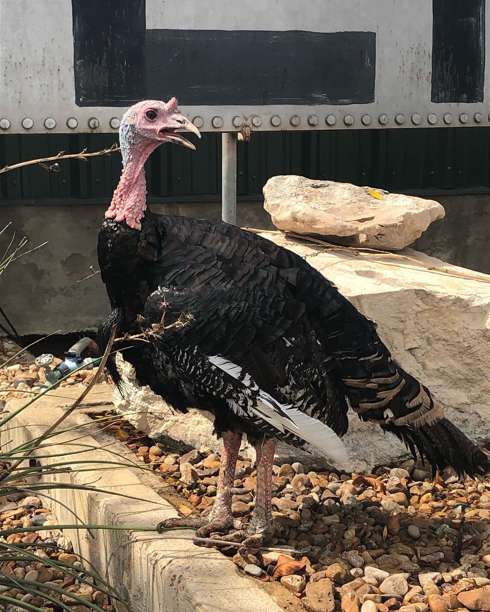 YOLO_TX's tweet photo. Welcome to Cuero - The Turkey Capital of Texas!
Cuero’s love for turkeys began in 1908. Now, it’s home to the annual #Turkeyfest & RUBY BEGONIA - the fastest Turkey in the South! 🦃💨
#Cuero is also rich in TX history w/ a historic Main Street where folks can shop, play & stay! https://t.co/QgeDlbbOGd