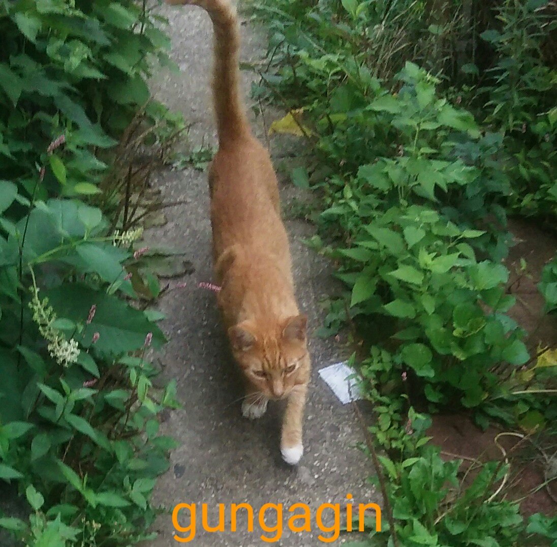 kittylabrava's tweet photo. @StumpyCatBooks @purpleglostick @TheStourbridge You both are furry lovely, and I hope you enjoyed your #HappyGingerCatsAppreciationDay ๐งก ๐ป ๐งก ๐
My #furpal says mewollo ๐ https://t.co/hqGicsqGaa