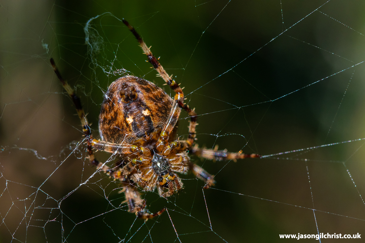 jgilchrist13's tweet photo. Up close &....
Araneus diadematus, garden orbweb spider.
In a quiet spot in the garden.
Kirkliston, Scotland.
#GardenSpider #spider #orbwebspider #gardenspider #Araneus #Araneusdiadematus #Araneidae #macro #MacroHour #gardenwildlife #Springwatch #lovespiders #ilovespidersSpider🕷️ https://t.co/5cmlU23M1C