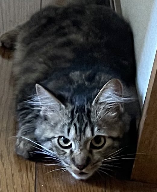 猫さんの噛み癖を矯正するための方法とうまくいった ちょっと違った体験談たち 水を嫌がらない猫ができあがった Togetter 猫さんの噛み癖を矯正するための方法とうまくいった ちょっと違った体験談たち 水を嫌がらない猫ができあがった Togetter
