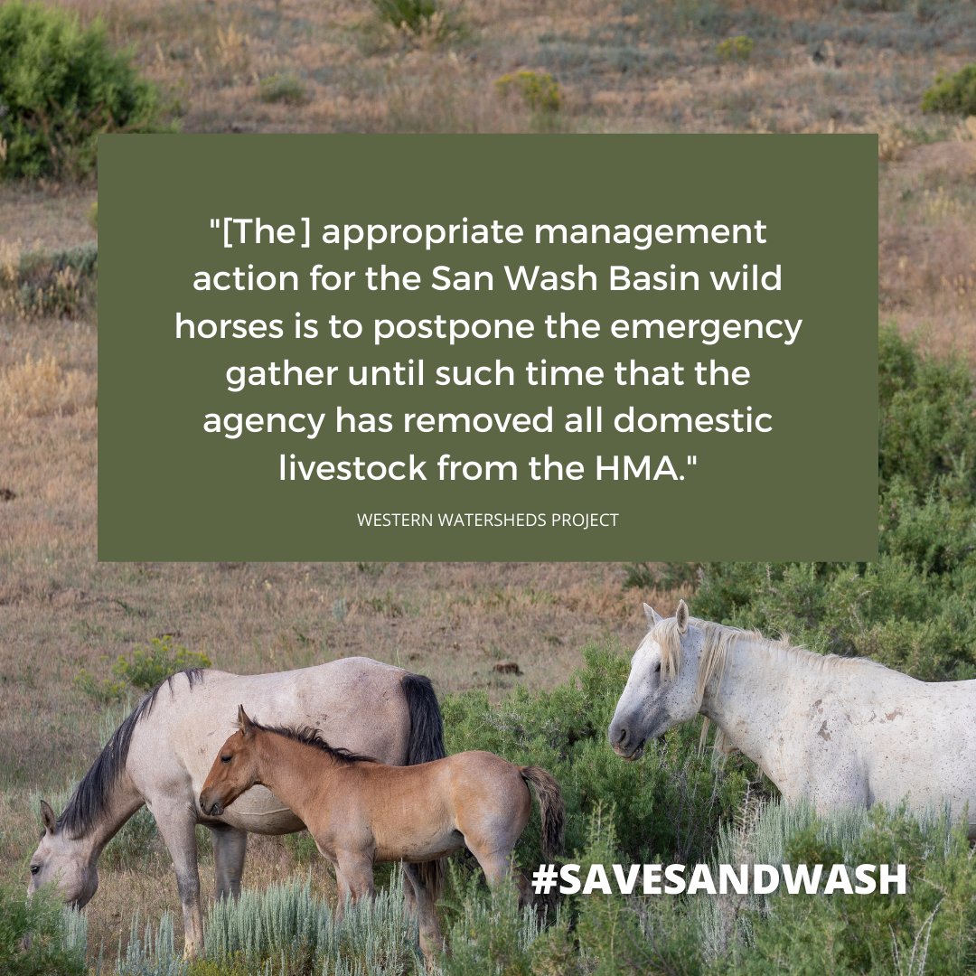 FreeWildHorses's tweet photo. Breaking! Western Watersheds Project calls on the #BLM to postpone the emergency gather of the #SandWashBasin wild horses and to remove all #domesticlivestock from the Herd Management Area! Read the letter --> https://t.co/mR5i9V66iW
#copolitics https://t.co/8mHxJgMGVi