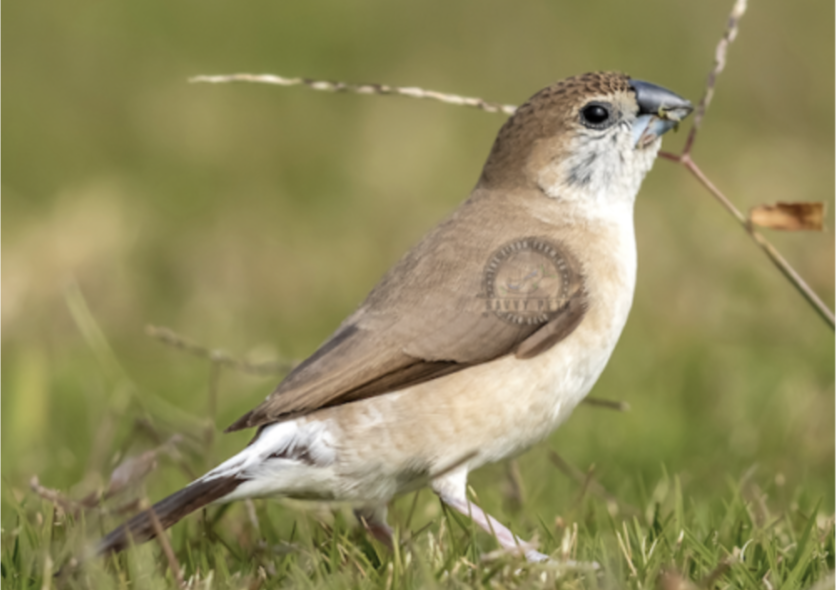 TheFinchFarms's tweet photo. Adorable African Silverbills For Sale!  - https://t.co/gczU70UbXn https://t.co/3ktLULfHIw