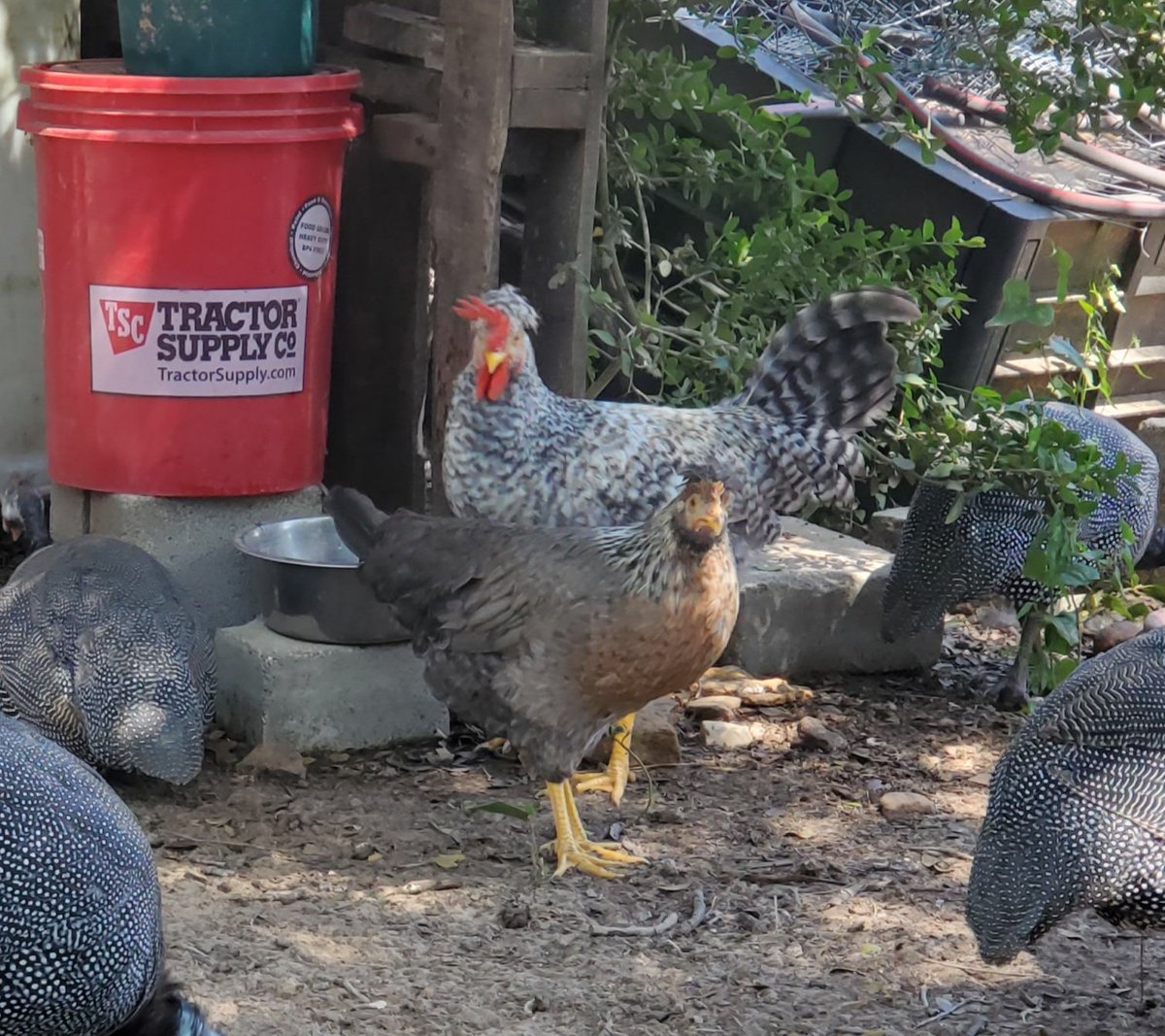 RoseNtheWoods's tweet photo. #timelinerefresher
I finally joined The United Coops of #Chickenlandia & got chickens for the 1st time in my life. It's more work than I anticipated. lol
That's my sweet roo Handsome and the love of his life & my best girl Pearl. You can also see a few of my guinea fowl. ❤🐔🐓 https://t.co/E1KurbBsuV