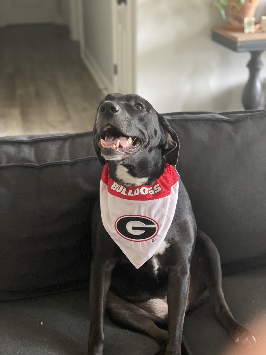 TheAtlLETDOWN's tweet photo. @Xposed Just adopted a couple of dogs from New Orleans who got displaced from #Hurricane_Ida. Already getting them ready for the big game this weekend! Would use the $500 to keep them happy the next several months! Appreciate the opportunity @Xposed https://t.co/rHD1oVkRPt