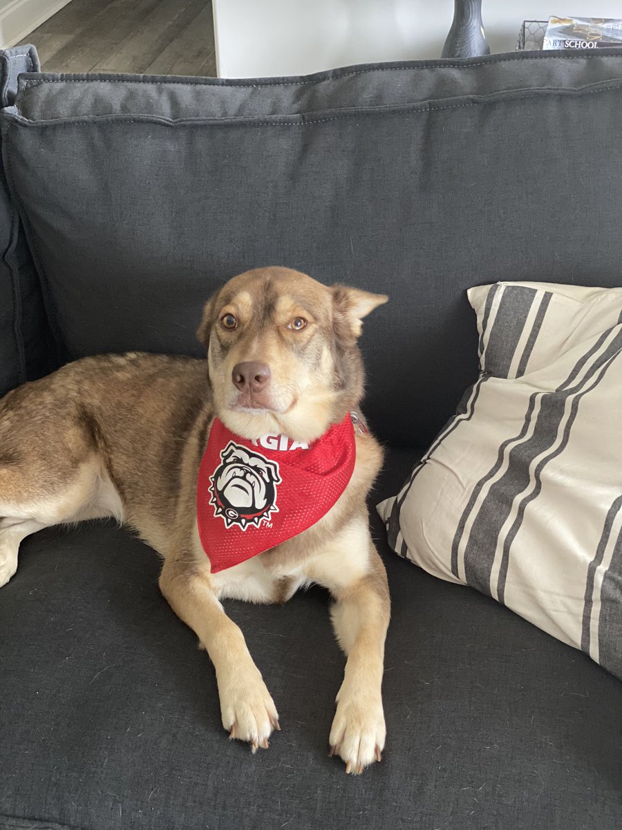TheAtlLETDOWN's tweet photo. @Xposed Just adopted a couple of dogs from New Orleans who got displaced from #Hurricane_Ida. Already getting them ready for the big game this weekend! Would use the $500 to keep them happy the next several months! Appreciate the opportunity @Xposed https://t.co/rHD1oVkRPt