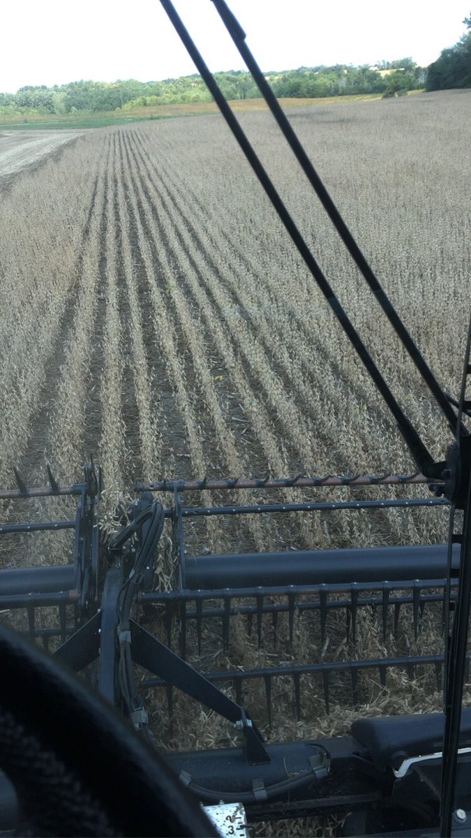 farmerlevi's tweet photo. #harvest21 is underway.  Earliest in my lifetime #soybean #drought21 #pioneer https://t.co/StnGiBFWh9