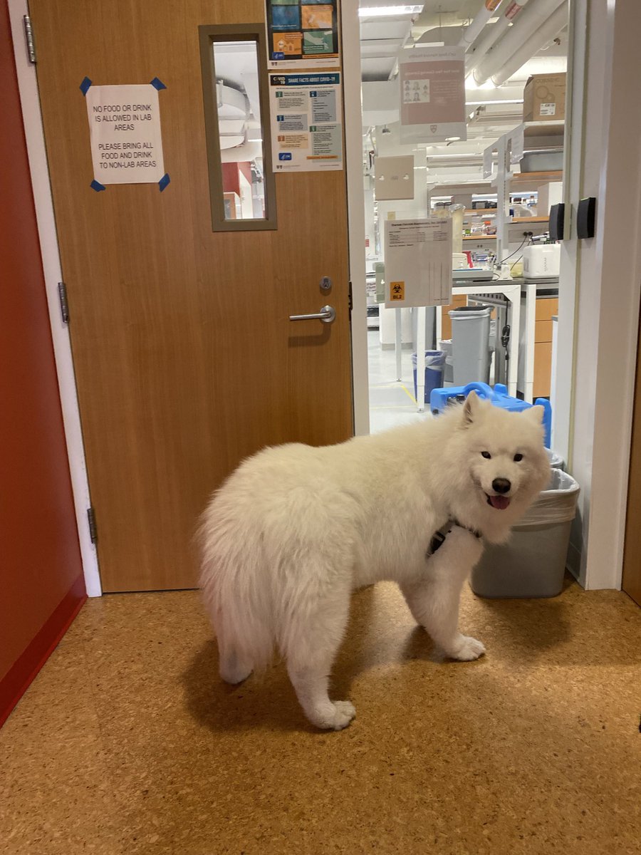 LeeRubinLab's tweet photo. The lab had a wonderful time with Jack’s visit to the office yesterday. Jack was busy checking classrooms and if his office is now ready for occupancy for the semester ahead. And of course checked to see if we’re being productive in the lab! #dogsofHarvard #Rubindog #realdrrubin https://t.co/a1P4Ptc0VP