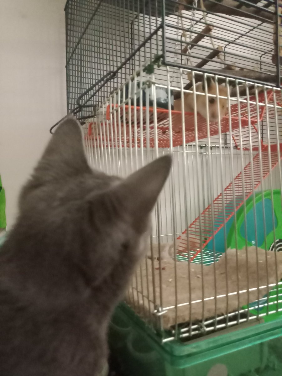 laTulotte's tweet photo. Quand @PoilMarie est arrivée chez nous, l'humaine a dit au petit humain : "tu sais, on ne sait pas quelle âge elle a. Peut-être qu'elle mourra au bout de 3 semaines..." Mais un an et demi plus tard, une testiboulette en moins et plusieurs canicules, elle est toujours là ! 💪💪💪 https://t.co/NVaB8uwASK