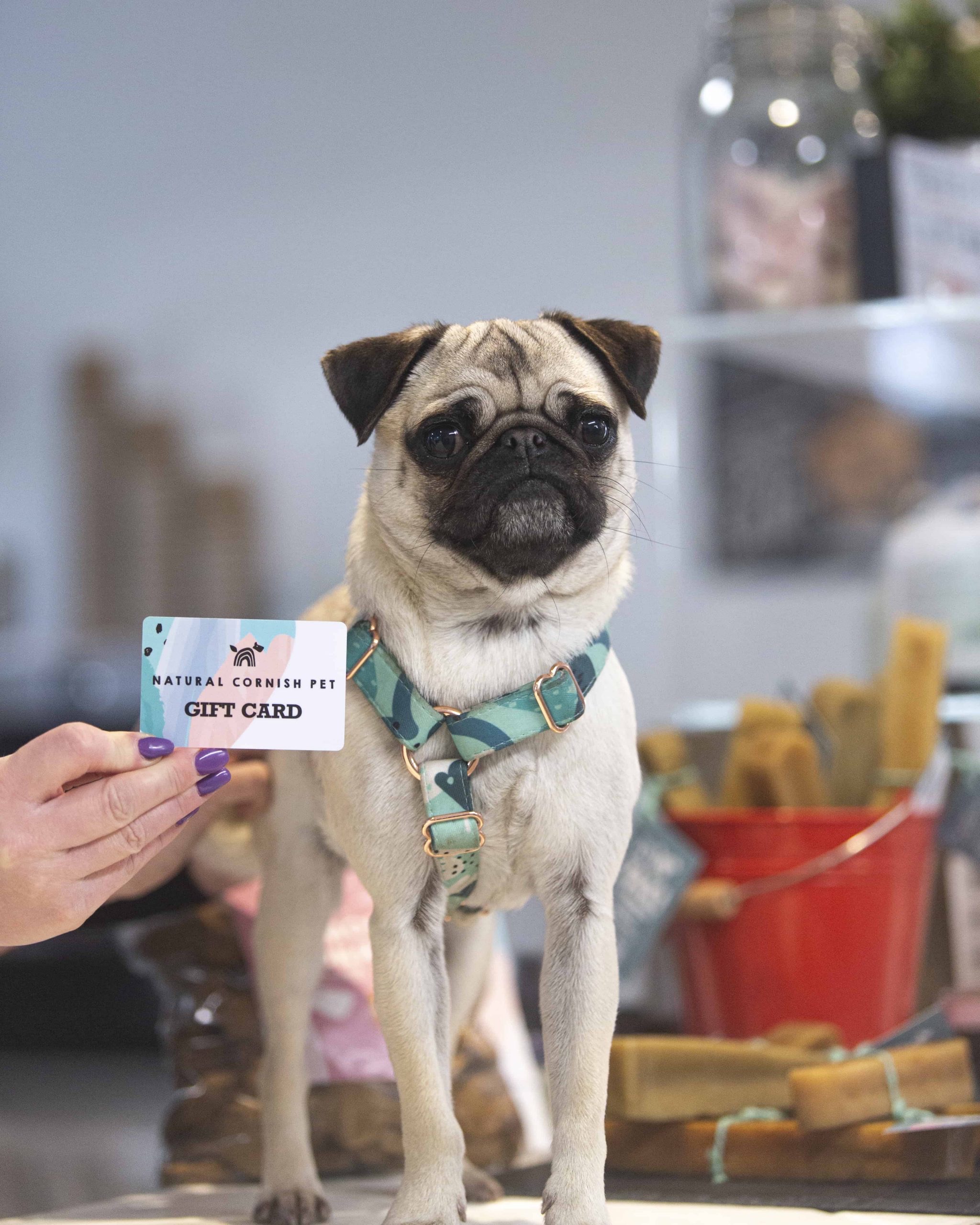 Natural Cornish Pet CornishPetShop X