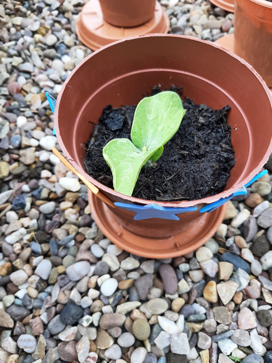 DonnaEmuss's tweet photo. Who would have thought the pumpkin leaf would grow so big? @bb_17thNottm #bbathome https://t.co/OOxfyBm5Cb