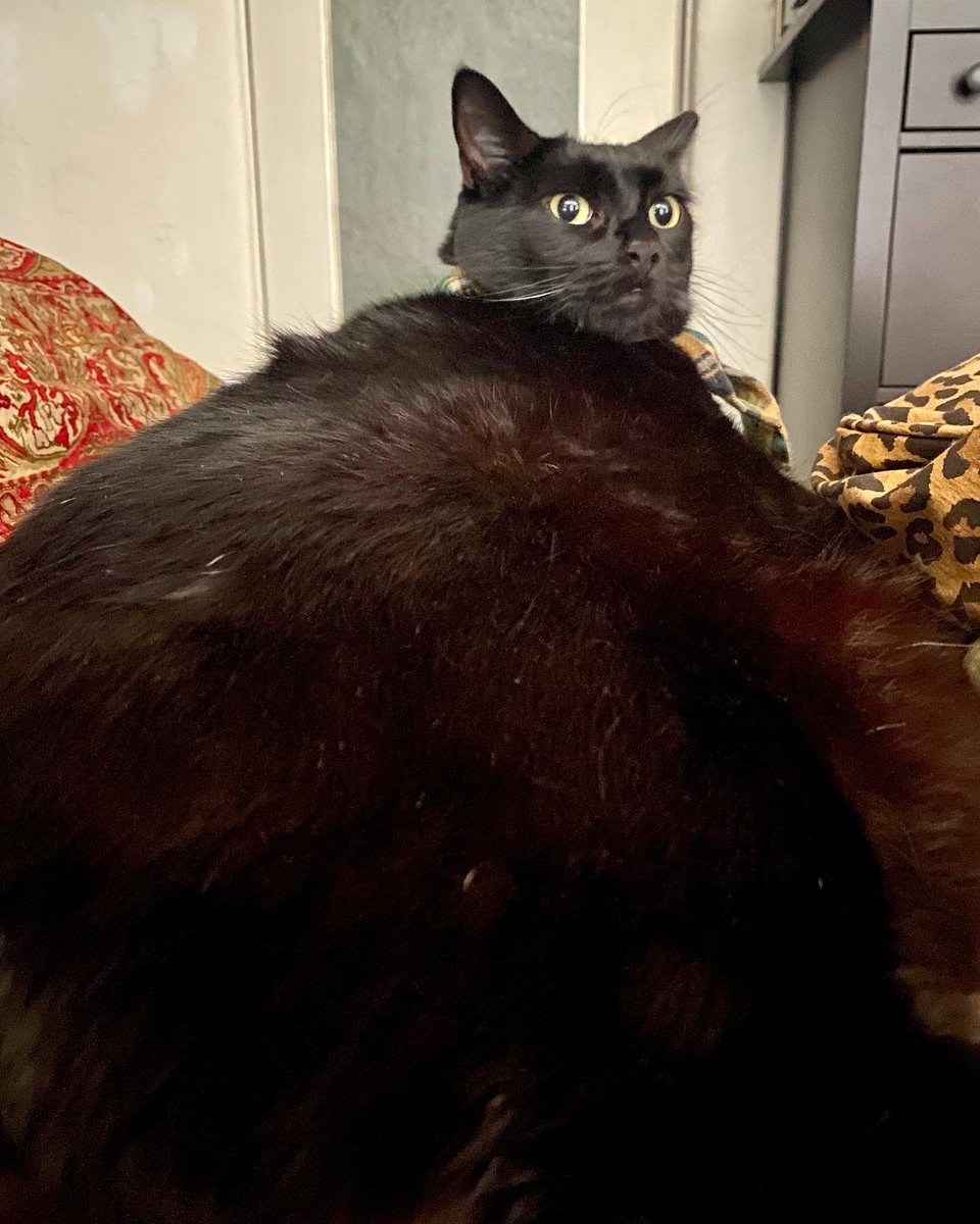 Galaxy Xippy Rodriguez tweet media