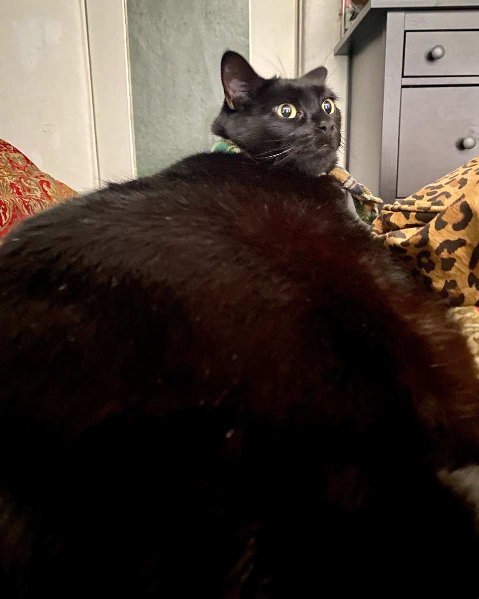 Galaxy Xippy Rodriguez tweet media