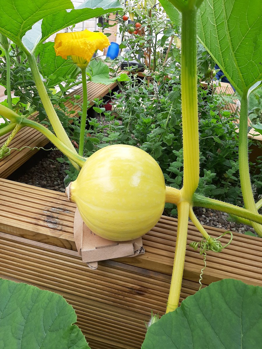 DonnaEmuss's tweet photo. Who would have thought the pumpkin leaf would grow so big? @bb_17thNottm #bbathome https://t.co/OOxfyBm5Cb