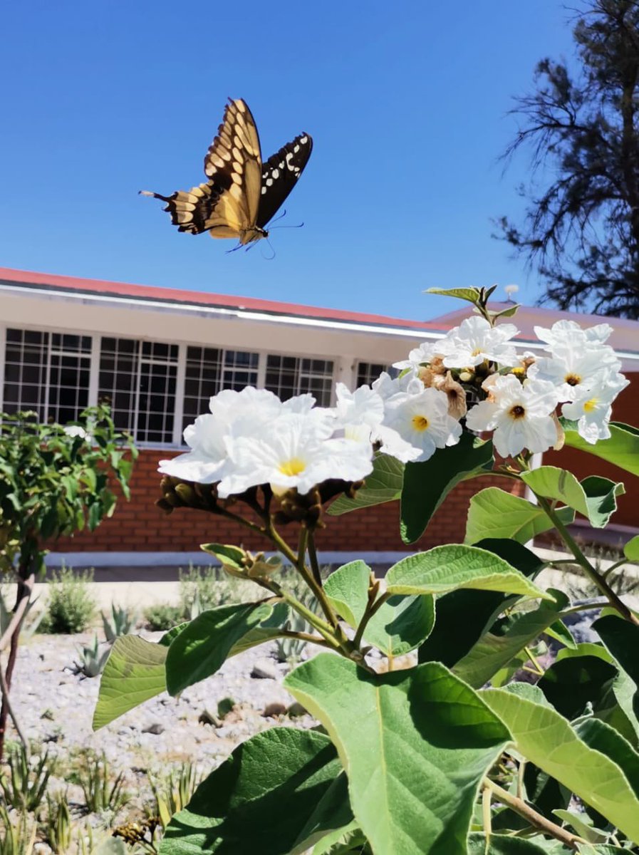 CIJEUAdeC's tweet photo. Feliz miércoles desde el Centro de Investigación y Jardín Etnobiológico del Semidesierto de Coahuila, Dr. Gregorio Martínez Valdés, de @ViescaMagico_  🦋 🌺 🌳 🏫 #CIJE #UAdeC https://t.co/jUNcsmxvZW