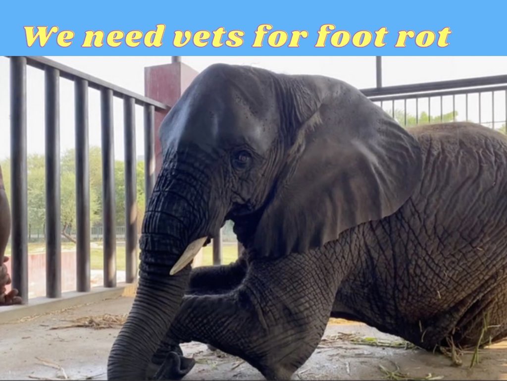 Cosmicbrigade's tweet photo. Day #160 yes 160 of 👇
#Vet4Thekarachi4 

Oh @KmcPakistan what a wicked web you weave 

Where’s the ivory gone ! 
Just what is going on ? 

Come on the 🌎 is watching allow @ftwglobal in to help and support these 🐘 
How long must they suffer. https://t.co/5C8tJiCMMz