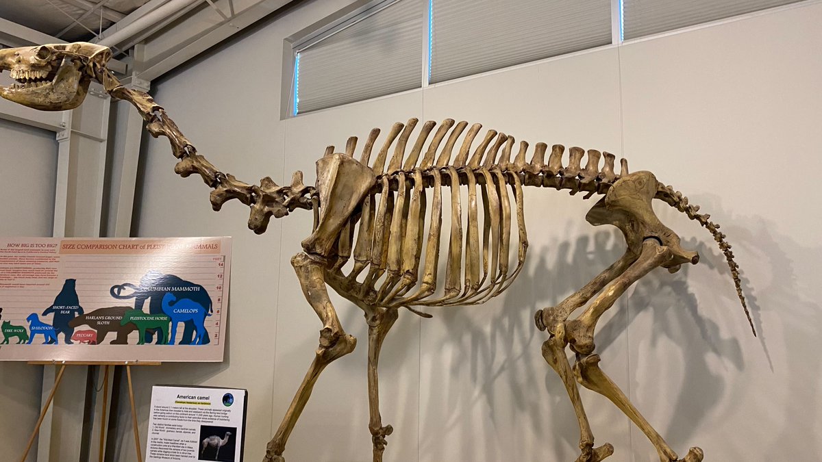 ReubenKSEE24's tweet photo. These are just some of the fossils of the creatures that called the Central Valley home nearly a million years ago. Tonight on @KSEE24 at Five Destination California heads to the Fossil Discovery Center where a giant mammoth fossil was uncovered near by. #DestinationCalifornia https://t.co/ocikx9rohF