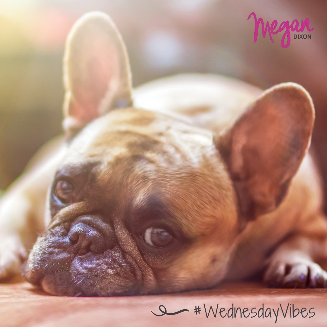 RescueMe13's tweet image. Wednesday got me feeling like...

#wednesdayvibes #isittheweekendyet #cutedog #doglover