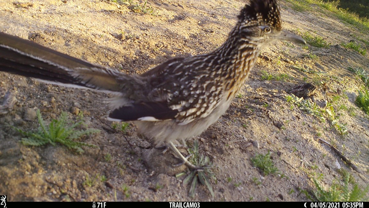 jenhunter2010's tweet photo. @HastingsReserve pigs continue to mess with any and all cameras, usually within days of placement (shakes fist at sky). Great (albeit out of focus) shots of small critters and a study in IDing bigger animals from their feet. @EstienCesar @BlackInEnviron #CameraFails https://t.co/rBoBhcQVDn