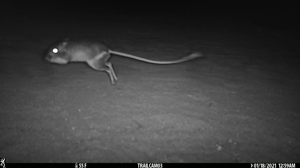 jenhunter2010's tweet photo. @HastingsReserve pigs continue to mess with any and all cameras, usually within days of placement (shakes fist at sky). Great (albeit out of focus) shots of small critters and a study in IDing bigger animals from their feet. @EstienCesar @BlackInEnviron #CameraFails https://t.co/rBoBhcQVDn