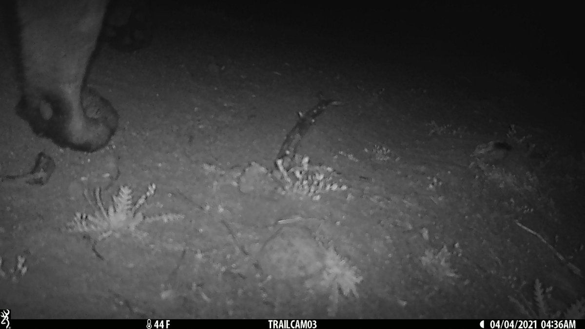 jenhunter2010's tweet photo. @HastingsReserve pigs continue to mess with any and all cameras, usually within days of placement (shakes fist at sky). Great (albeit out of focus) shots of small critters and a study in IDing bigger animals from their feet. @EstienCesar @BlackInEnviron #CameraFails https://t.co/rBoBhcQVDn