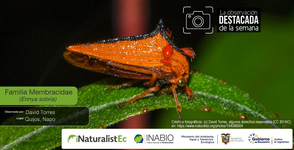 La #ObservacióndelaSemana en #iNaturalistEc fue registrada en #Napo Ecuador por #DavidTorres. Se trata del Diablito o saltador de hojas que habita en los bosques neotropicales. Se caracteriza por la estructura localizada detrás de su cabeza
Conócelo aquí:
 ecuador.inaturalist.org/observations/9…