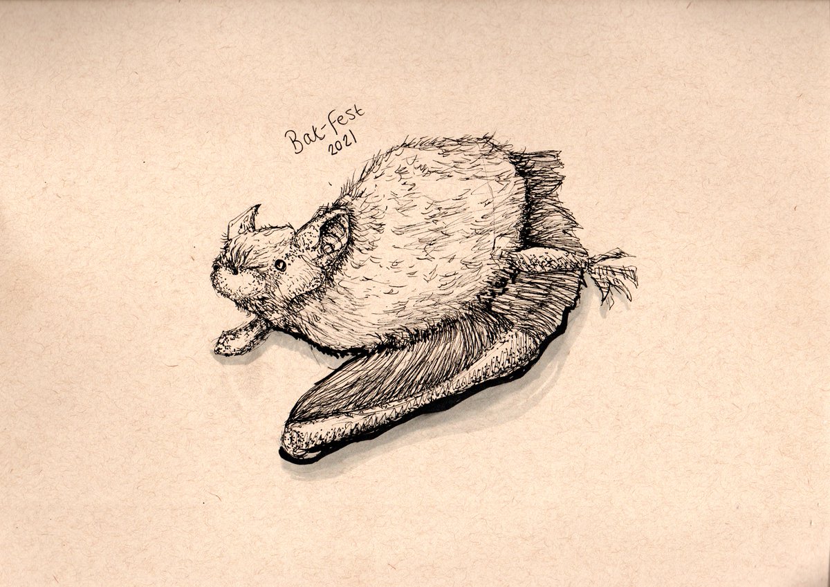 LauraJaneArt's tweet photo. I took part in #batfest's Batty Sketch-a-long ran by @_BCT_. It was a fantastic event and really brought awareness to our little nocturnal pollinators! Thanks Maisy for the amazing demonstration.🎨🦇#bat #batconservationtrust #traditionalart #sketch  #artstudy #ArtistOnTwitter https://t.co/lM8RIkjEJo