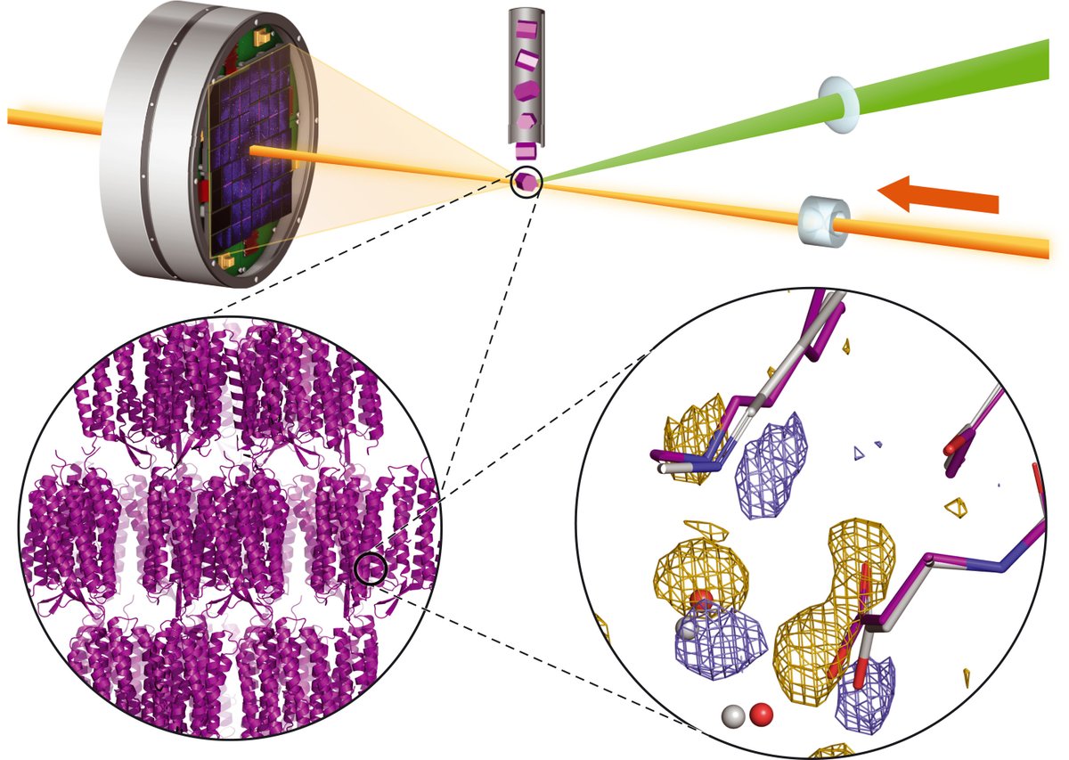 A new #ScienceReview looks at the bright future ahead for crystallography, explaining that time-resolved crystallography is growing rapidly based on serial approaches developed at x-ray free electron lasers. Learn more: fcld.ly/5ovkotg