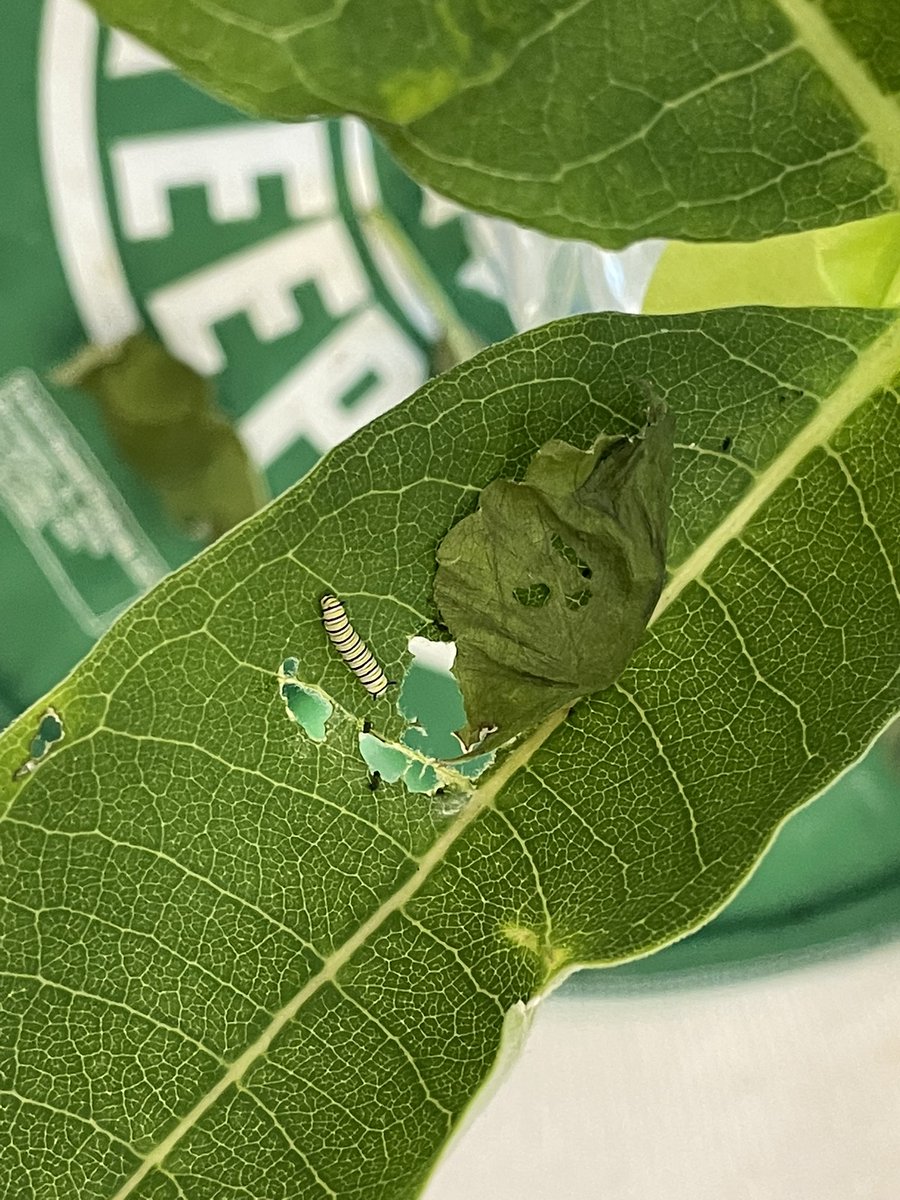MrsByrne2nd's tweet photo. We ❤️ watching our monarch caterpillars grow! Their names are Leafy and Milky 😊 https://t.co/T26lqeKskC