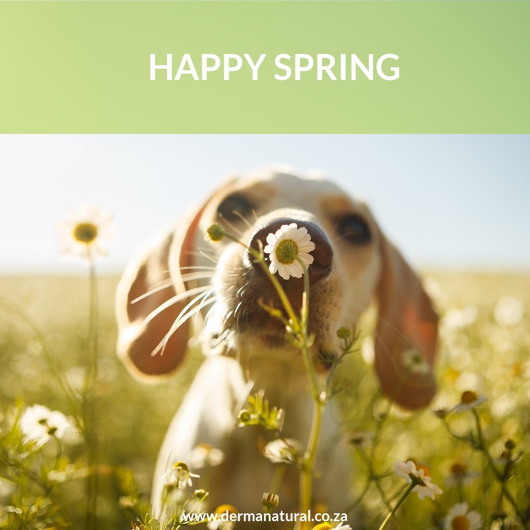 dermanaturalsa's tweet photo. 🌻🌼🌹Happy Spring🌹🌼🌻
#ecofriendly are #ecofriendly #zerowaste #sustainable #sustainability #eco #gogreen #sustainableliving #. #plasticfree #nature #savetheplanet #environment #recycle #vegan #green #organic #natural #climatechange #ecofriendlyproducts #noplastic https://t.co/ZhP8w5V6tA