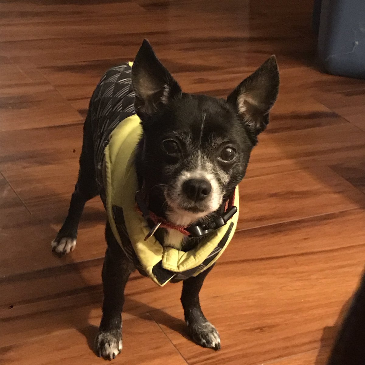 j__sanchezz's tweet photo. RIP Little Buddy!❤️😔 https://t.co/Tr76p1sATG