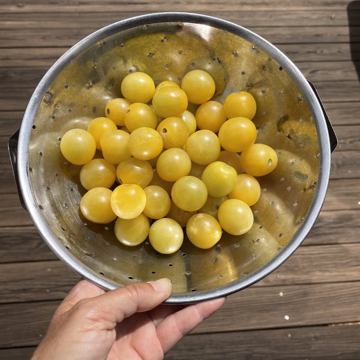 tracy_woods_'s tweet photo. Tomato Fire Fly has been abundant this year. #AASWinner #tomatoes #gardening #growyourown #garden #summer #fruit #veggiegarden https://t.co/flloymrumu https://t.co/XSLb79XN6E