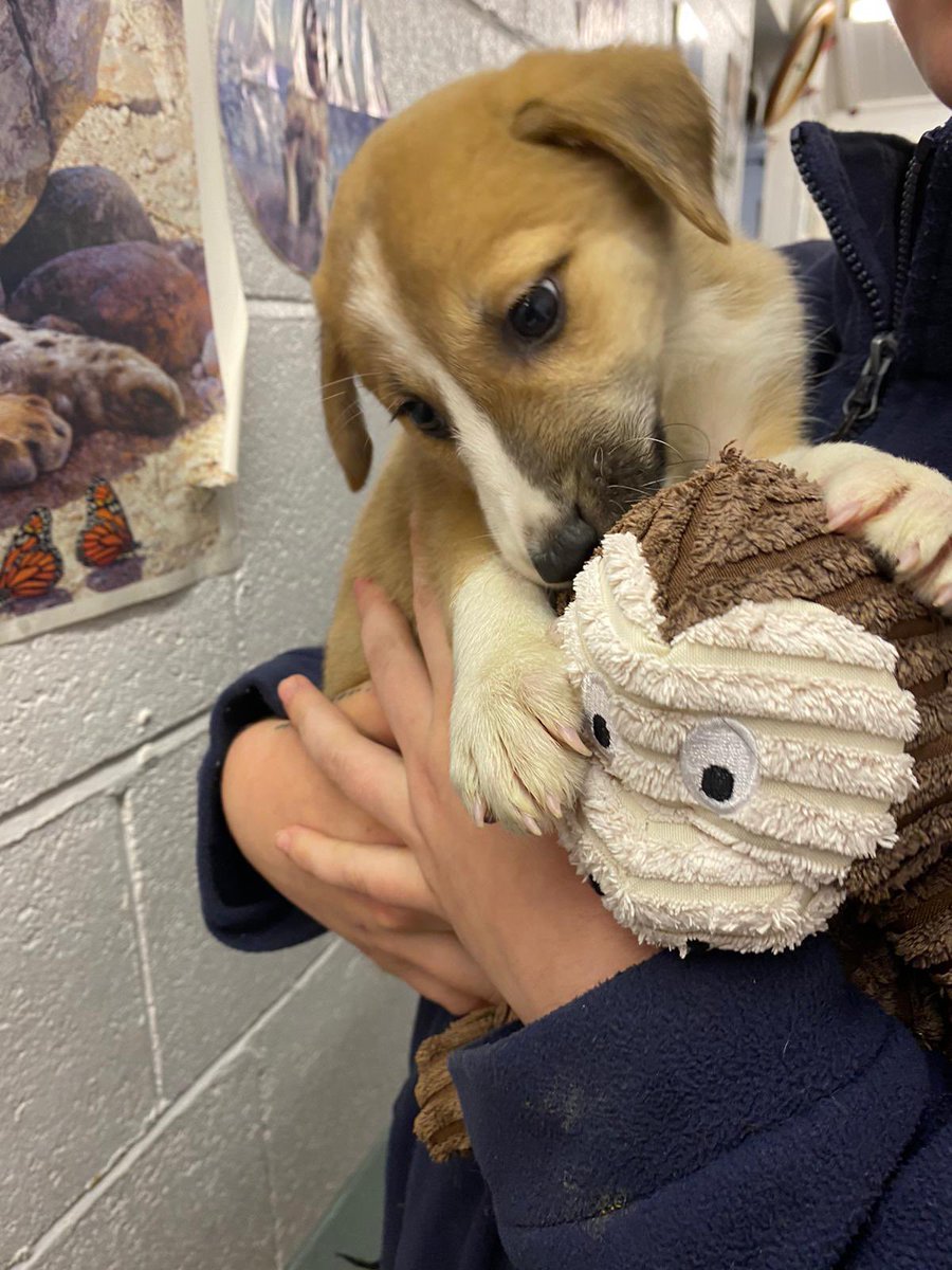domdyer70's tweet photo. Warrakkai the Nowzad puppy that travelled safely from Kabul to London #OperationArc https://t.co/IIq6Xsr5ob