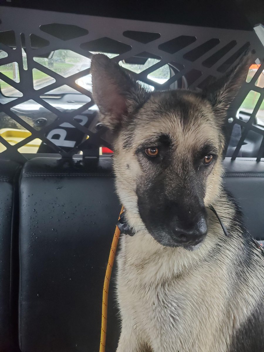 BaltCoPolice's tweet photo. #BCoPD was called for 3 loose dogs at Treeline Dr &amp; Baskerville Rd during TD Ida this a.m. #Precinct3 officers &amp; the community found and safely secured all 3 dogs. The drenched dogs were taken to BCo Animal Services for evaluation &amp; to be reunited with their owner. #BCoIda ^JH https://t.co/yTyXWilbAJ