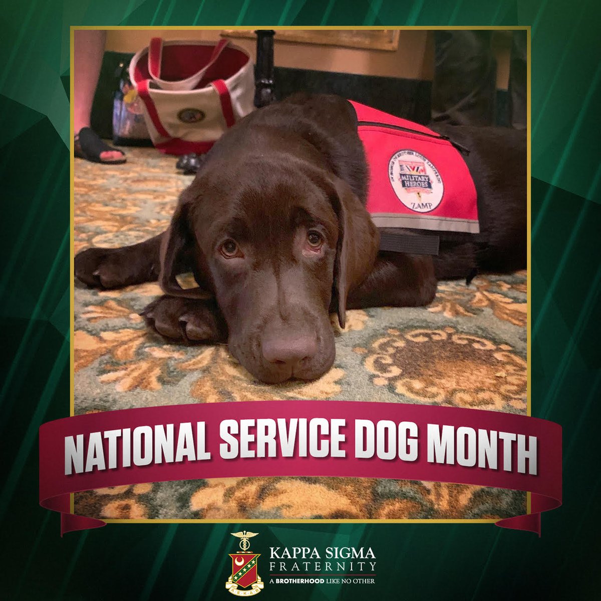 It's National Service Dog Month! Zamp is a service dog named after Brother Louis Zamperini (Delta-Eta, University of Southern California, '46). We're proud to support <a href="/vetsmovefwd/">Veterans Moving Forward</a> through the Kappa Sigma Military Heroes Campaign. #KappaSigmaCares