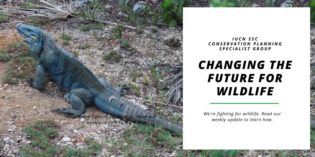 Click the link to access the newest update! Read information on the action plan for Grand Cayman Blue Iguana, the Loggerhead Shrike, the red wolf, and so much more!
mailchi.mp/cpsg/1sept2021…
#biodiversity #animals #environment #conservation