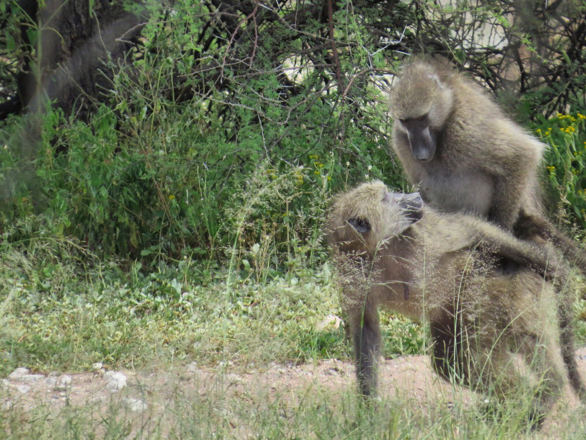 🌸🐒 Spreading the love on International Primate Day!! 🐒🌸 

#InternationalPrimateDay #baboons #primateresearch #AWCRC