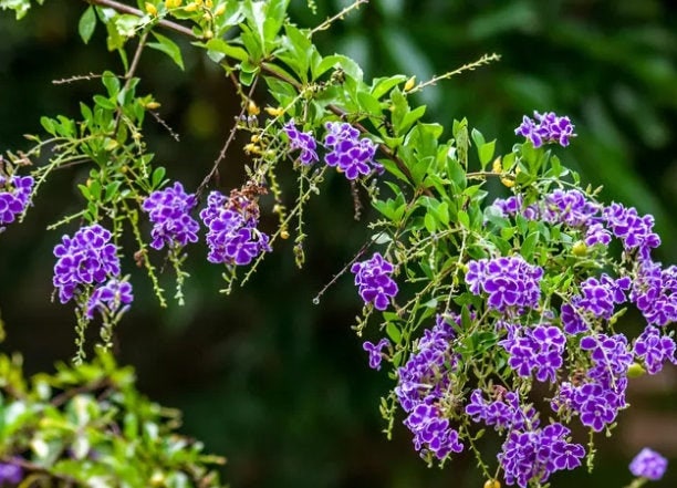 Pigeonberry Twitter Search Twitter Pigeonberry Twitter Search Twitter