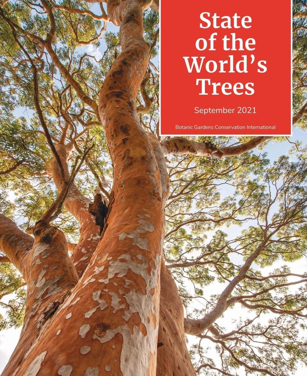 1 in 3 tree species face extinction reveals first-ever State of the World’s Trees report. At least 11% of continental U.S. tree species are threatened with extinction. Learn more and see proposed actions: usbg.gov/state-of-the-w…
