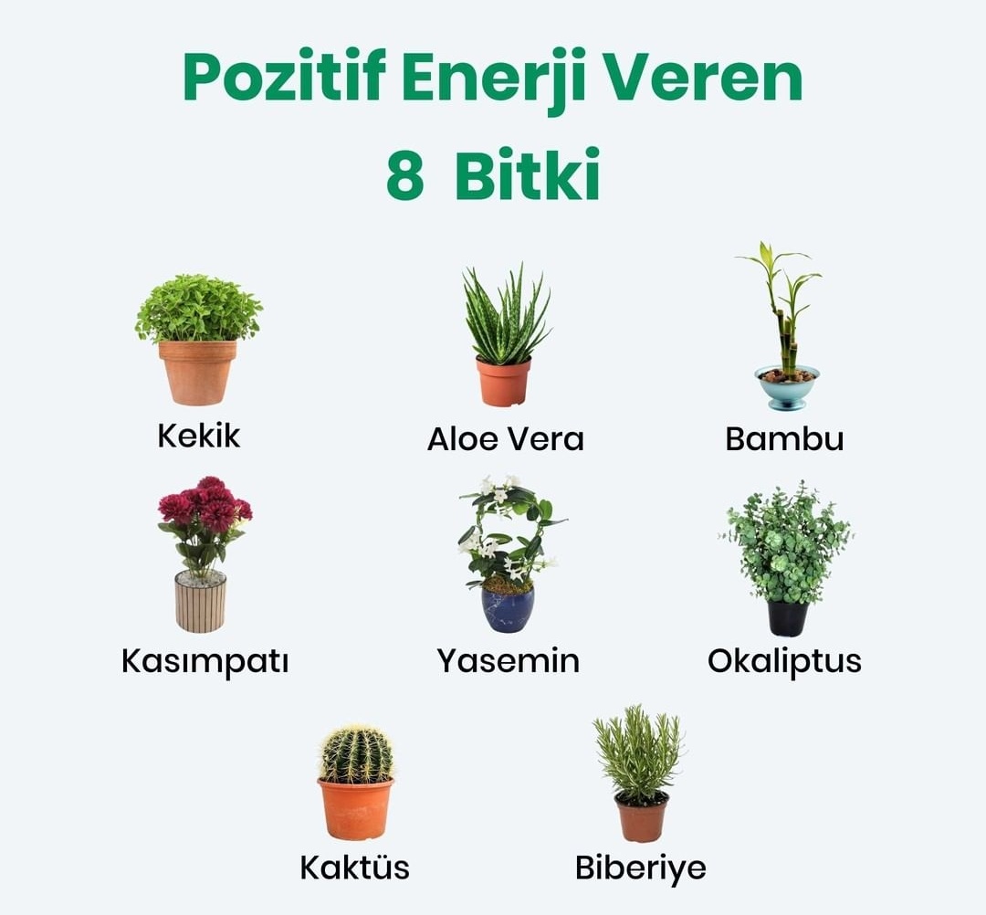 Ortama pozitif enerji veren 8 bitki: 🌱🌿