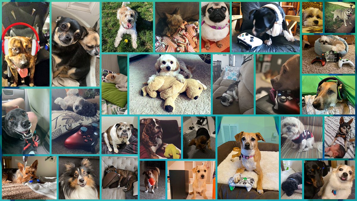 Thanks to all who shared photos of their precious puppers for #NationalDogDay! Here's a little collage we put together.

It makes us so happy🥰