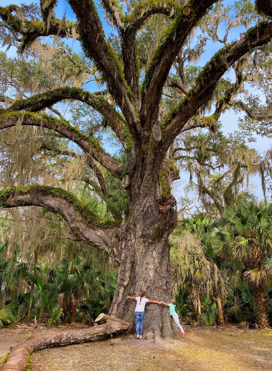 Aren’t Live Oaks such beautiful unique trees? 🌲 The Fairchild Oak in Bulow Creek State park is between 400-600 years old. Oh the stories these trees could tell! Wouldn’t you just love to hear them?💕 TheAdventureDetour.com #hiking #travelflorida #gorving #rving #rvtravel