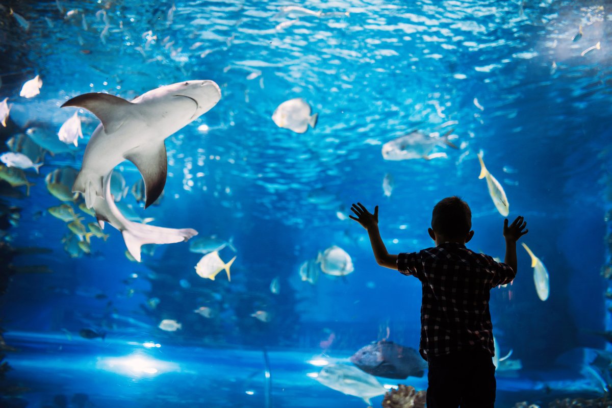 TheFloridaHotel's tweet photo. Get the party started and immerse yourself in exotic worlds of light and music at the Sea World Electric Ocean festival, running until September 6. #VisitFlorida #SeaWorld #Orlando https://t.co/kjrPen7HDW