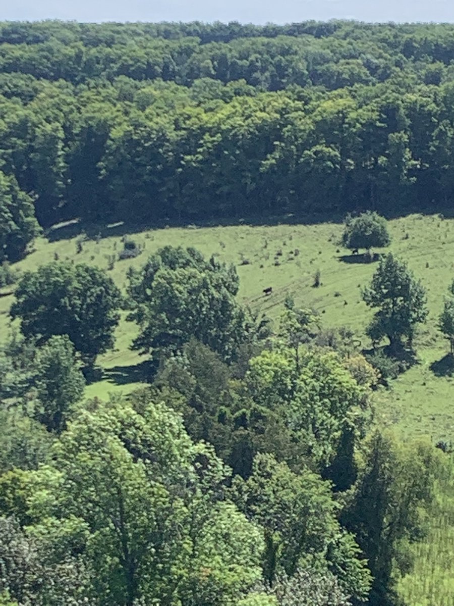 cpugh1999's tweet image. Zoom in to find the cows 🐄 🏞