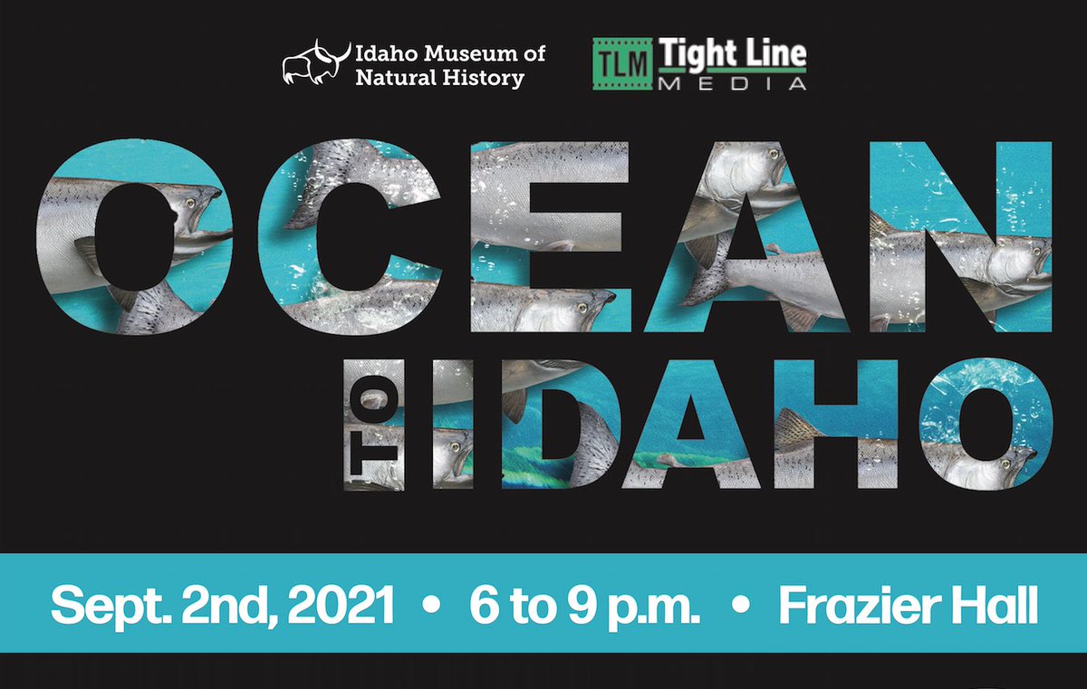 Salmon swimming at Idaho State University in Pocatello, ID tomorrow night.