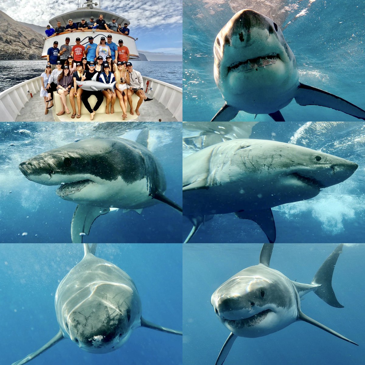 Great White Shark - Cinema Science Expedition # 7 was EPIC!!! Amazing group of rockstar sharks divers &amp; conservationists from all over with awesome shark energy &amp; surreal shark encounters! #abc4explore #greatwhitesharks 🇲🇽🔥🎥🦈💙🔥🇲🇽