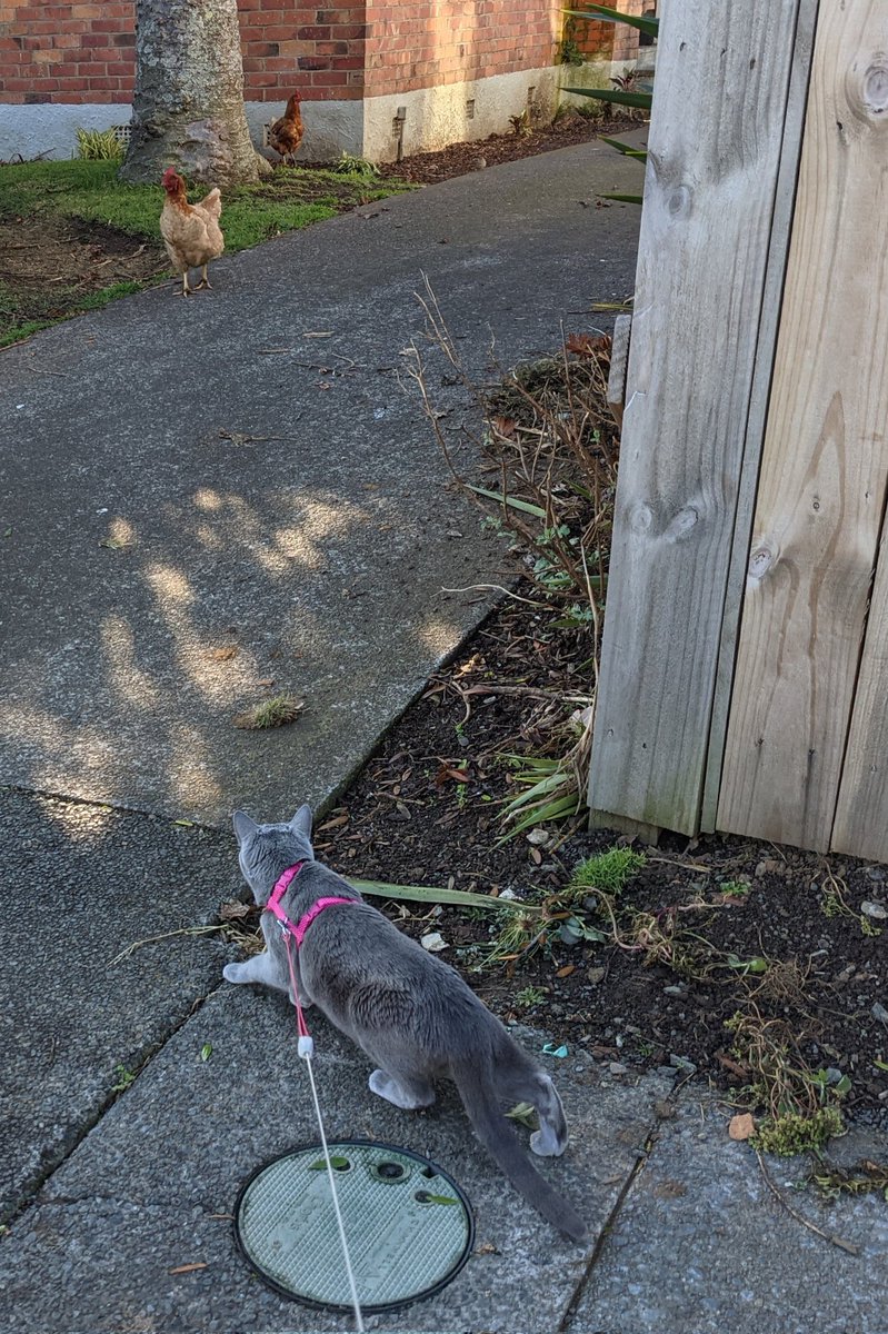 saskiarussian's tweet photo. Winner winner chicken dinner 🐔
#Saskia #russianblue #CatsOfTwitter #NZ #chicken https://t.co/jPlaGtwoKh