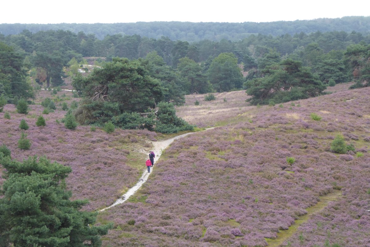 rienkkuiper's tweet photo. De paarse heide #Brunssumerheide https://t.co/kM3qV6LWjl