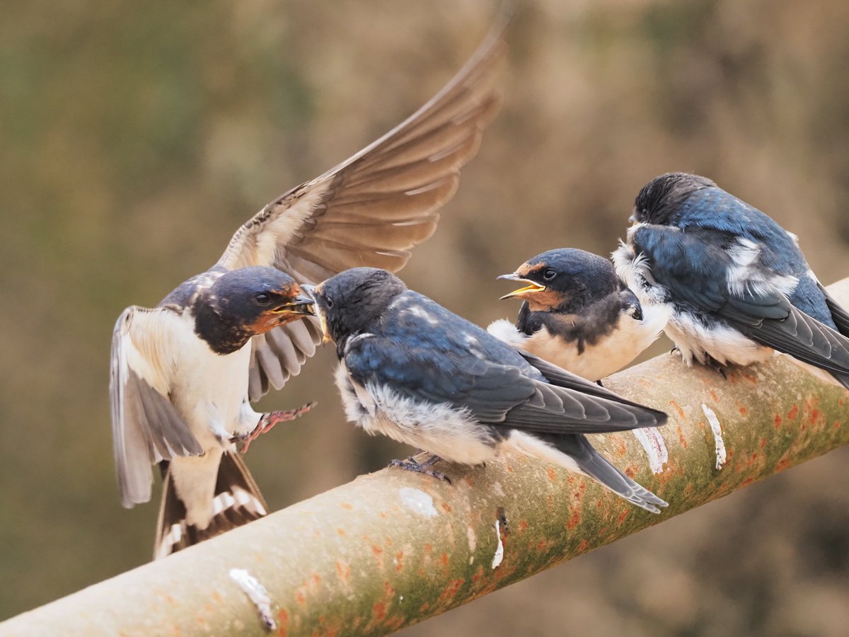 TomWallis4's tweet photo. A joy to watch these young #Swallows being fed today near #TurfLock

#TwitterNatureCommunity 
@RSPBExeEstuary @Natures_Voice https://t.co/u1aQDPJhzZ